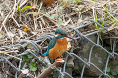 DSC04090
