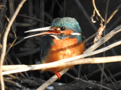 二重川の野鳥たち⑨