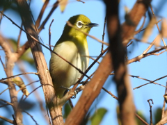 二重川の野鳥たち2019⑧