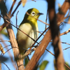 二重川の野鳥たち2019⑧