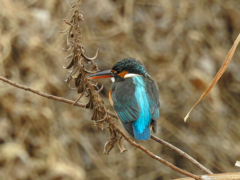 二重川の野鳥たち2019③