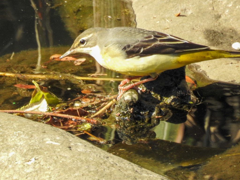 二重川の野鳥たち2019⑨