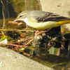 二重川の野鳥たち2019⑨