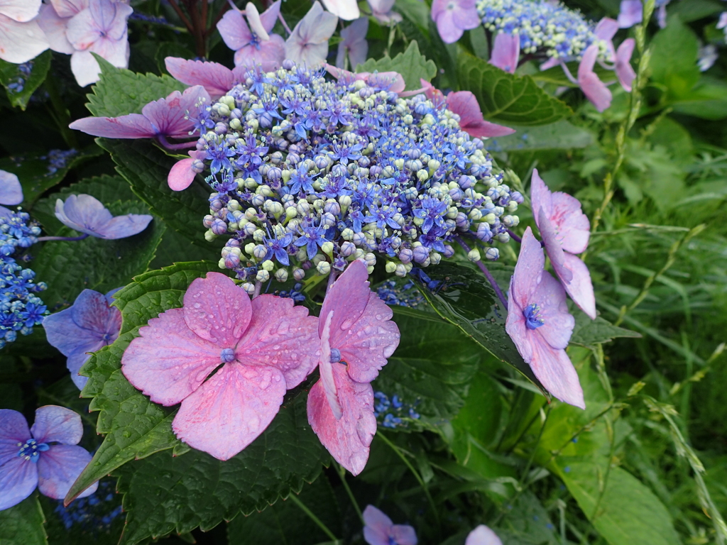 会津の紫陽花①