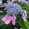会津の紫陽花①