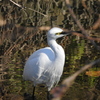 二重川の野鳥たち⑯