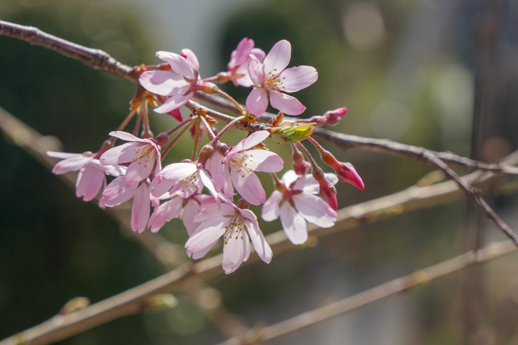 庭の春　仙台枝垂桜