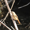 二重川の野鳥たち2019④