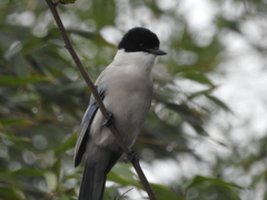 二重川の野鳥たち⑪