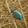 二重川の野鳥たち2019②