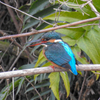 二重川の野鳥たち2019①