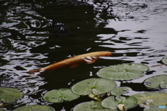 鯉