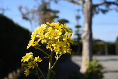 つわぶきの花