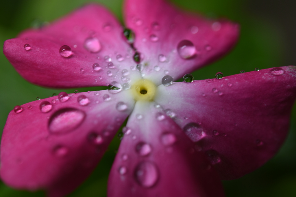 雨上がり