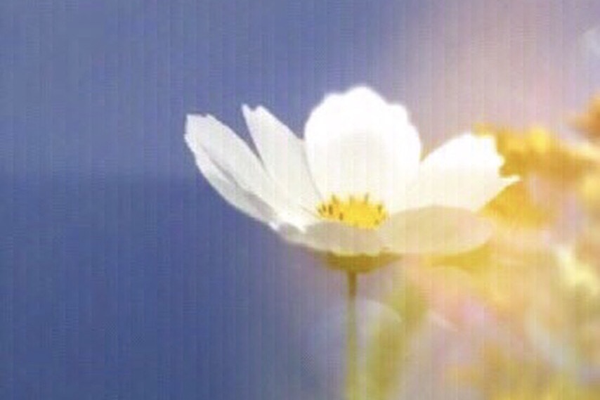秋桜