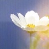 秋桜