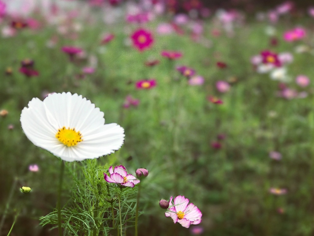 秋桜