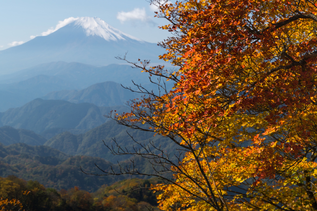紅葉富士