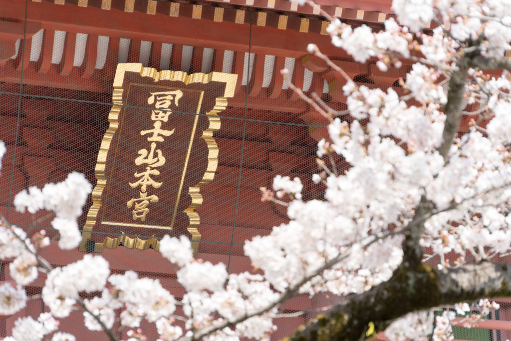 富士宮の桜