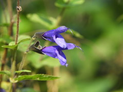 紫色の花