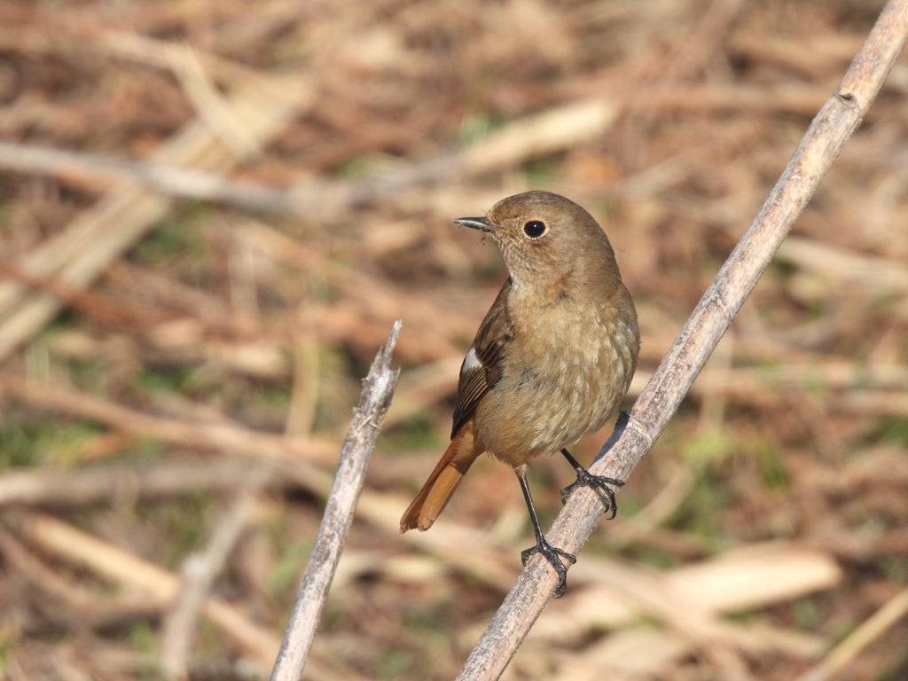 川沿いの姫ちゃ～ん♪