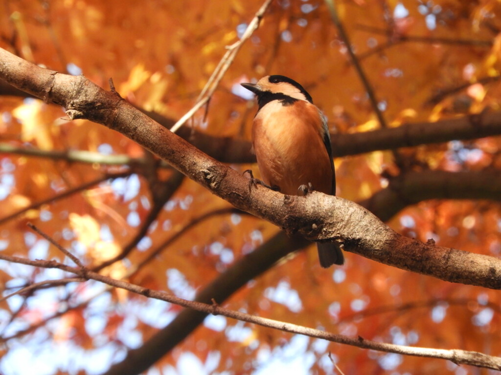 ヤマガラさんも紅葉(笑)