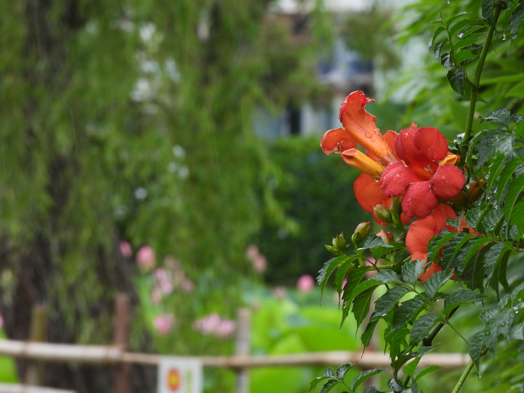蓮の花 始めましたー３