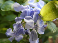 やさしい色の花