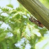 夏の音色を聞きながら～♪