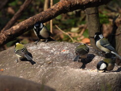 ゴジュウカラ(笑)