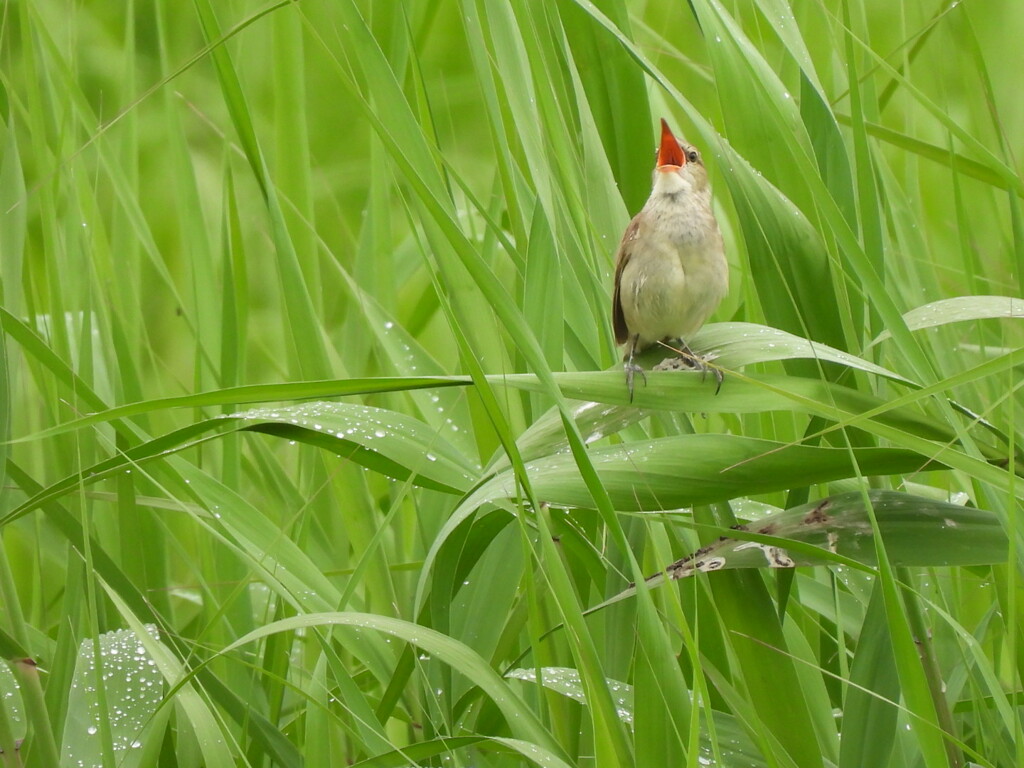 僕と一緒に歌いませんか♪