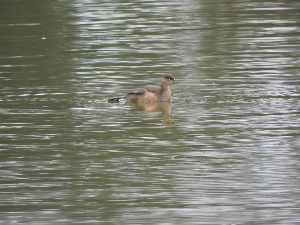ボクの自慢の足なんだ！