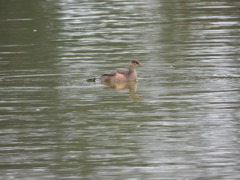 ボクの自慢の足なんだ！