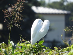 ふわふわ～っ