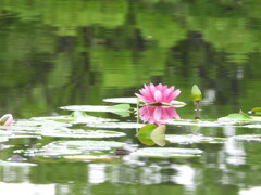 水面で輝く
