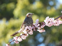 桜にうっとり−２
