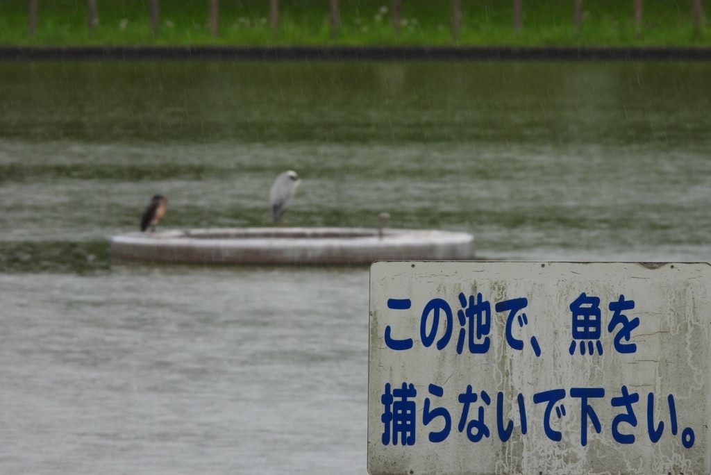 鳥語で書いてねっ♪(笑)