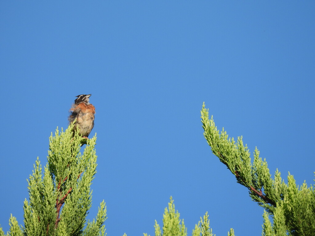 青空が好き～♪