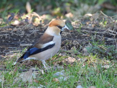 ちっちゃな帽子^^