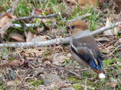 食いしん坊 万歳