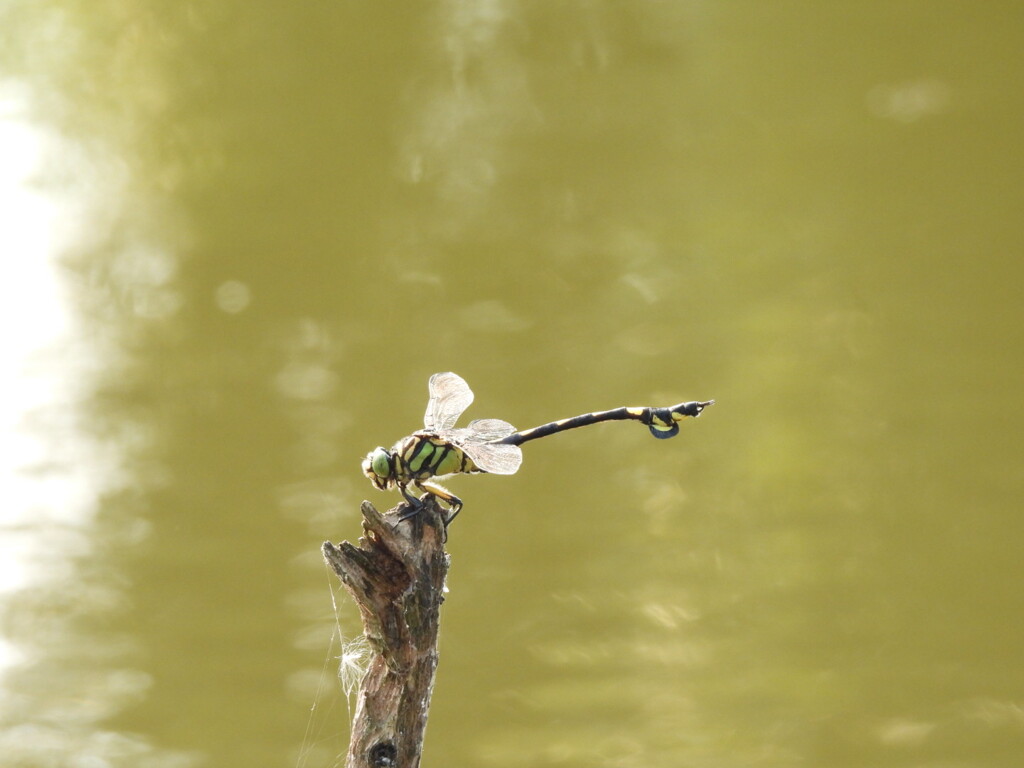 翅　キラリン♪