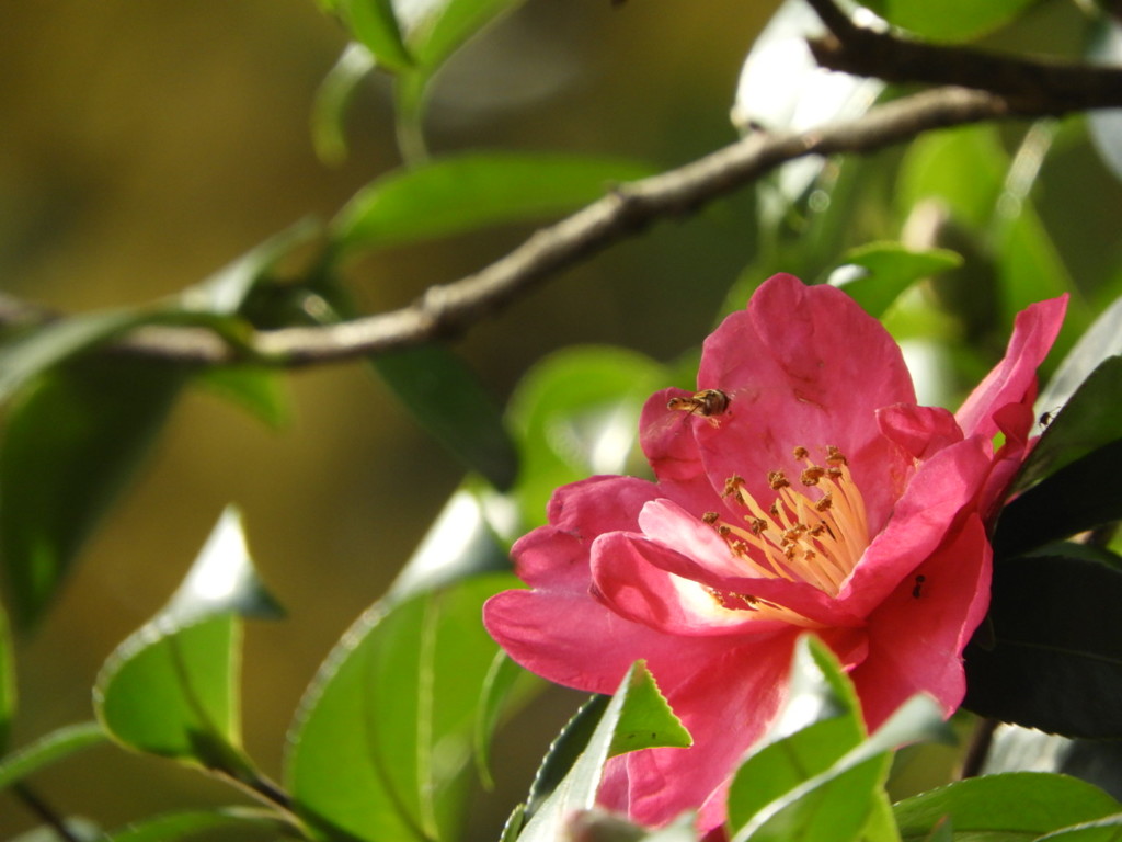 山茶花