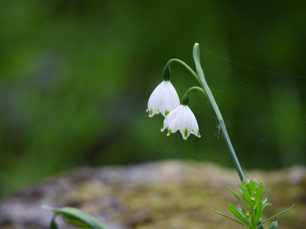 野に咲く白い花ー１