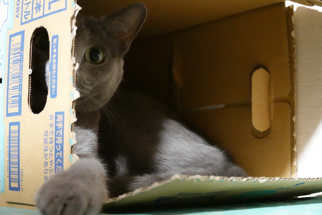 ボクの隠れ家なんだから