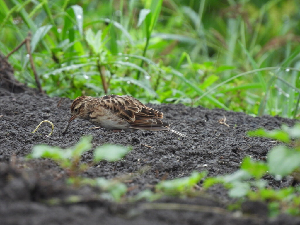 雨の中で朝食を♪