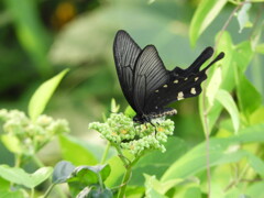 黒いアゲハチョウ