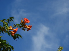 真っ青な夏空に