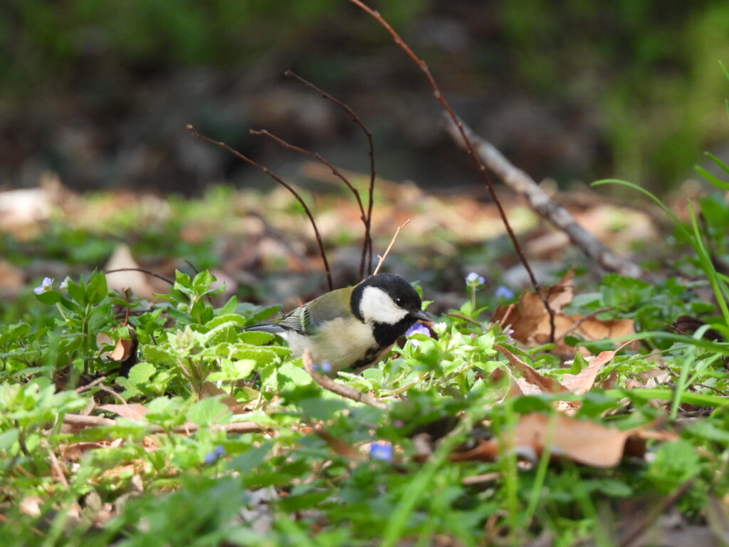 野草に囲まれてー２