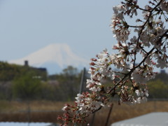 霞む富士・・・。