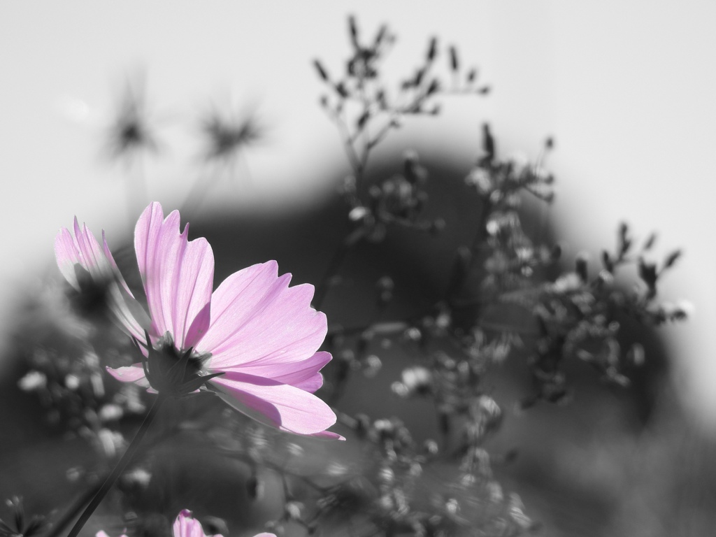 残り花